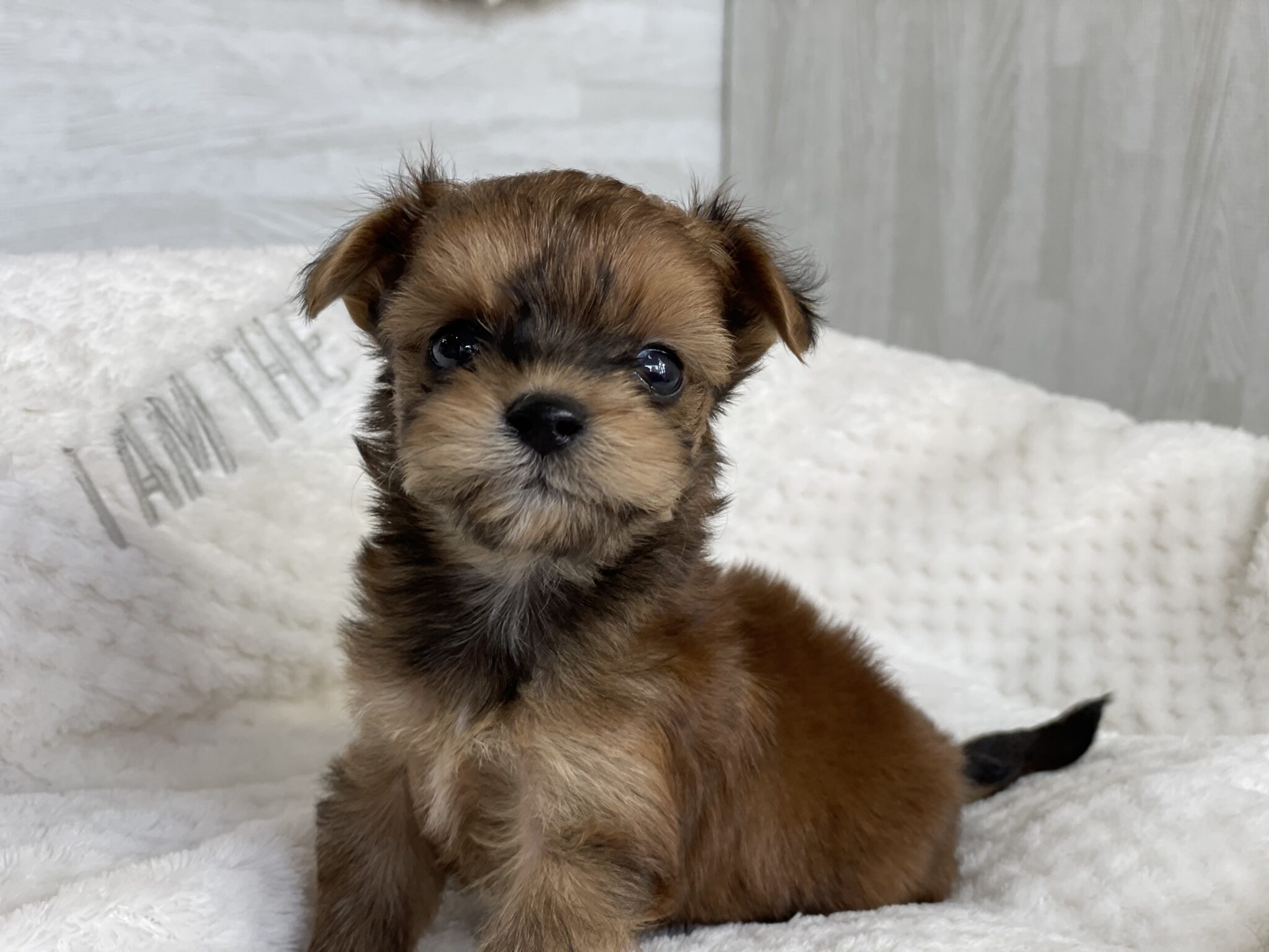 コーギー＆柴犬のまったり日曜日 🐶ひみつきちなう！①🐶 (チワワ トイプードル フレンチブルドッグ) 2019年11月3日 YouTube